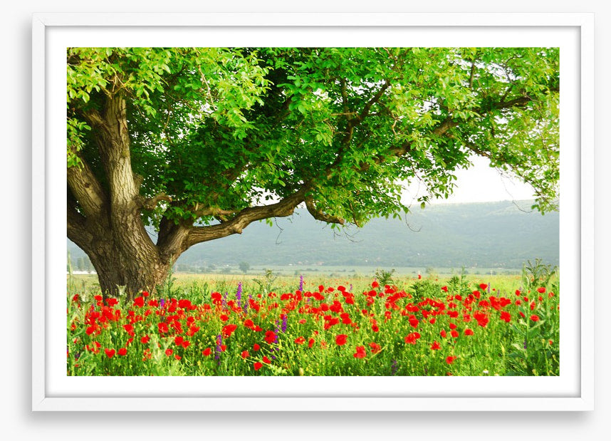 Green tree in the poppy field