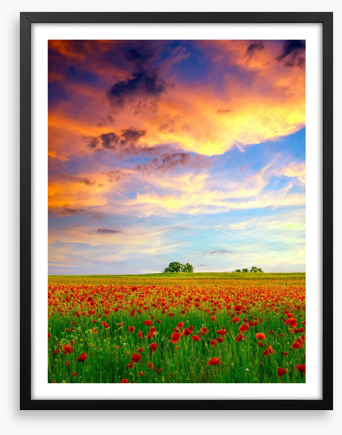 Golden cloud poppies