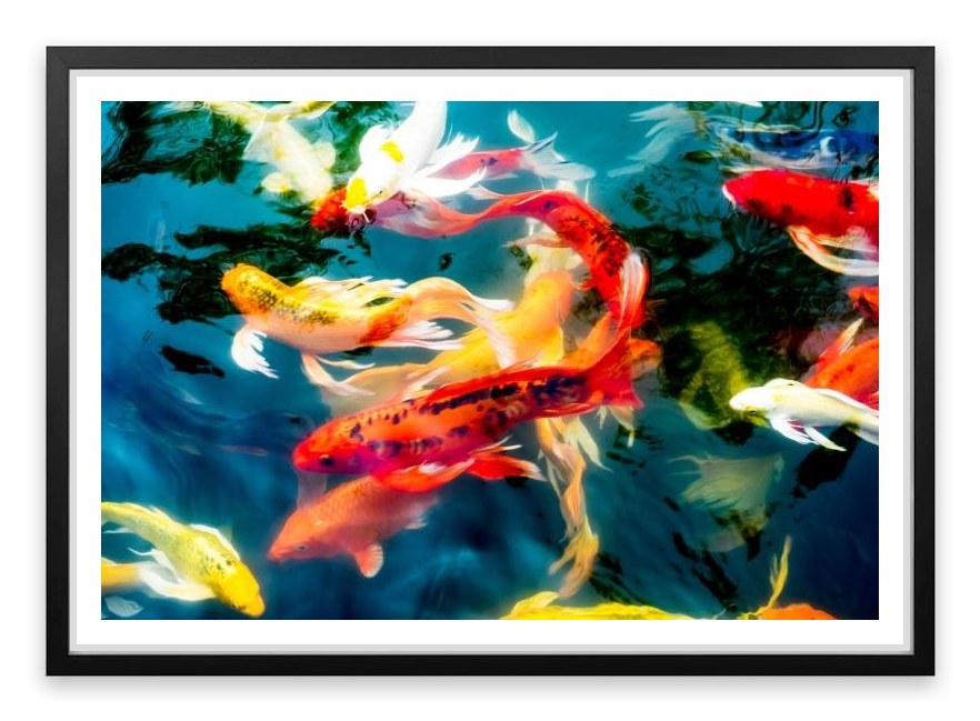 Koi fish in pond