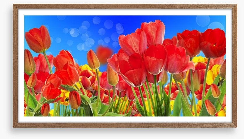 Sunshine tulips