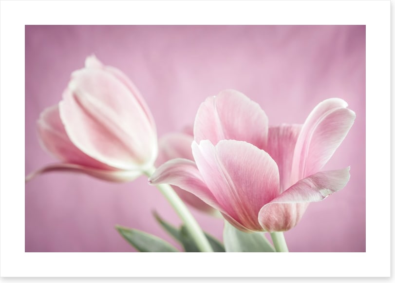 Curl of the tulip