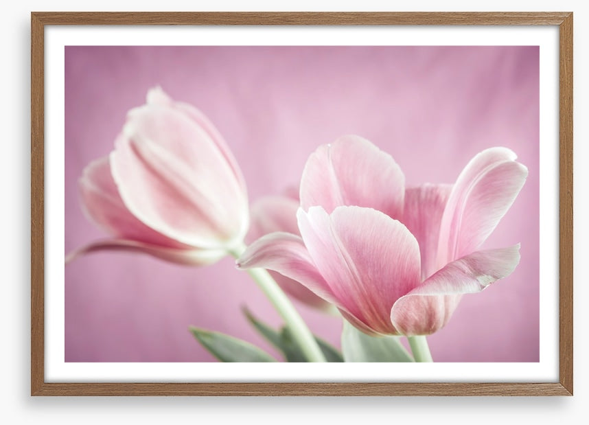 Curl of the tulip