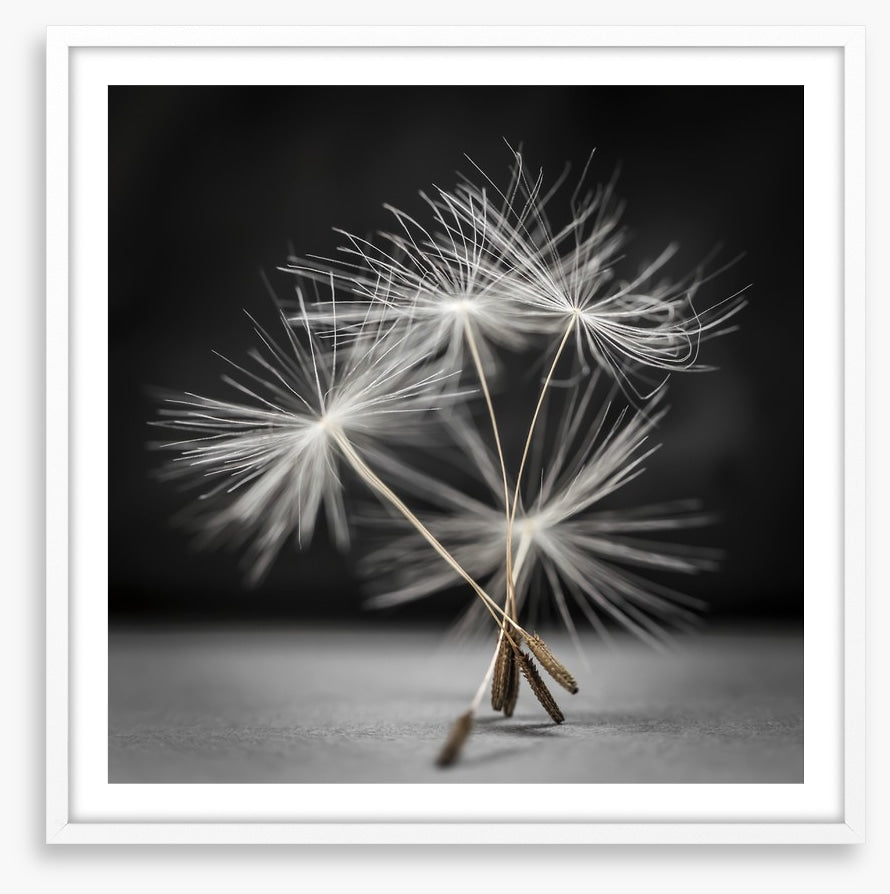 Dandelion dance