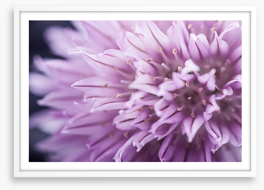 Chive blossom