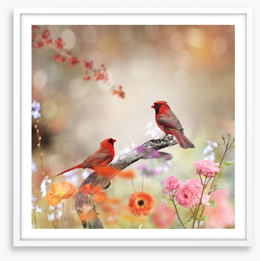 Northern cardinals