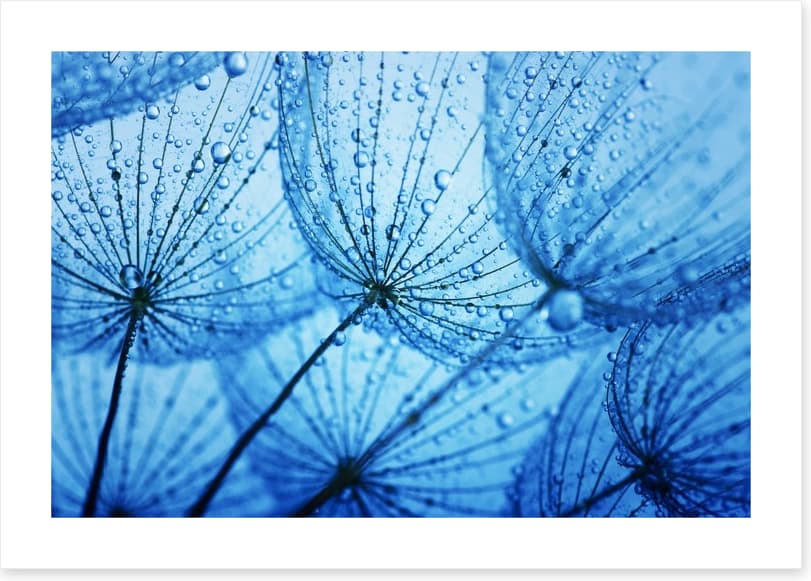 Dandelion blues