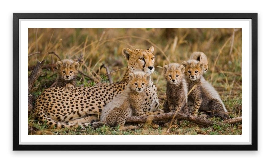 Cheetah cub club