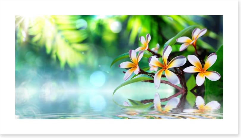 Frangipani water garden