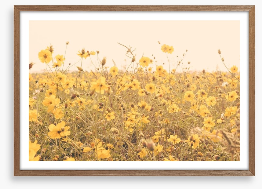 Yellow cosmos meadow
