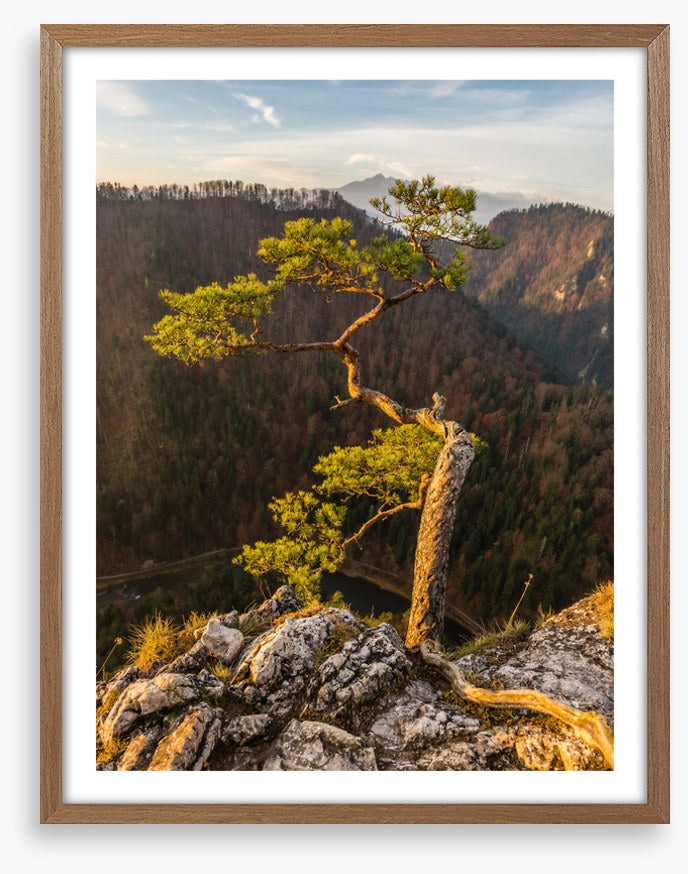 Trees