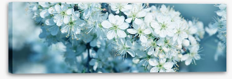 Fresh blossom panorama