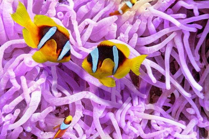 A clownfish romance