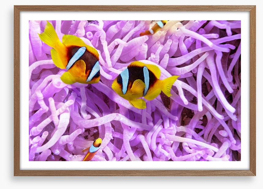 A clownfish romance