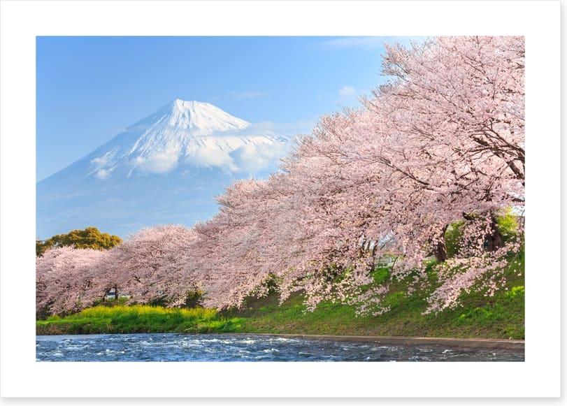 Sakura and Mount Fuji