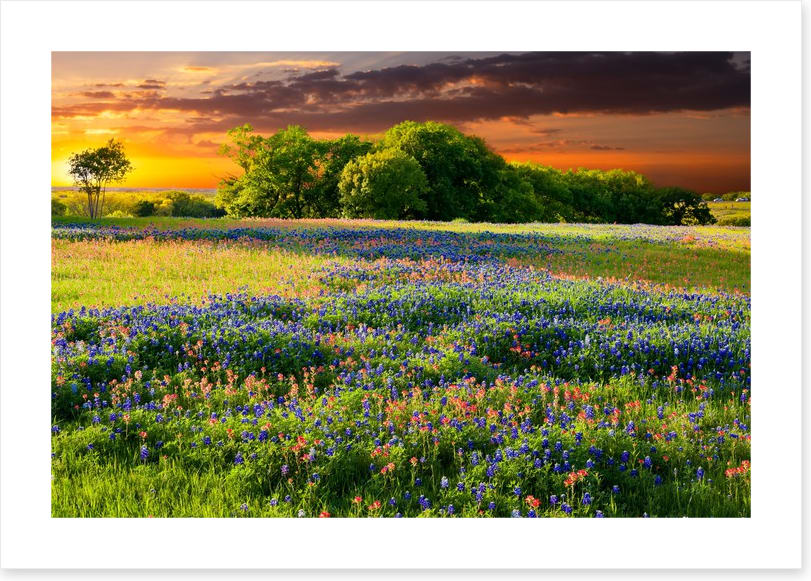 Wildflower sundown