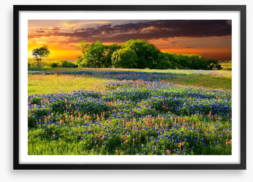 Wildflower sundown