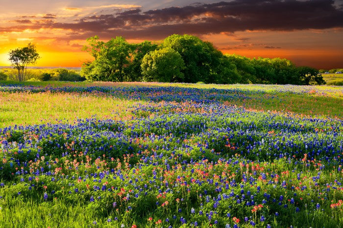 Wildflower sundown