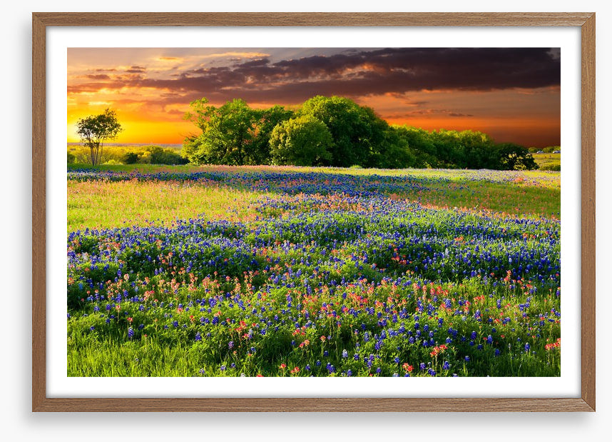 Wildflower sundown