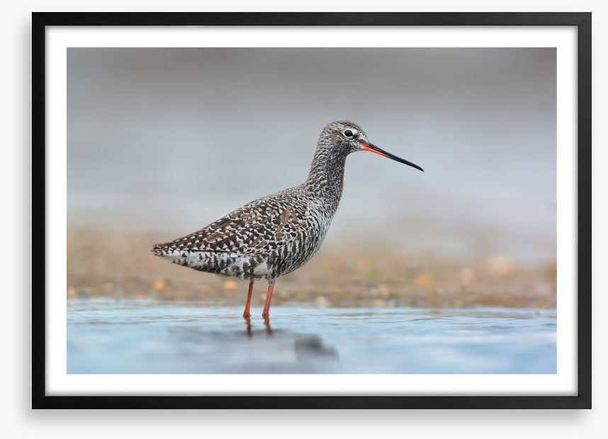 Spotted redshank