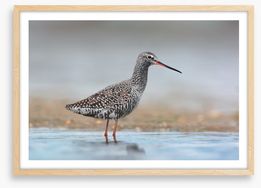 Spotted redshank