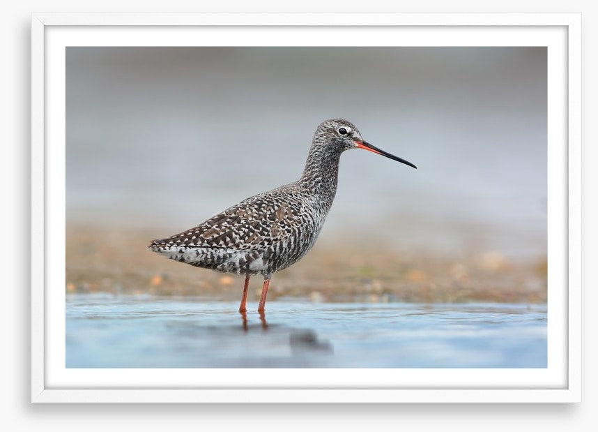 Spotted redshank