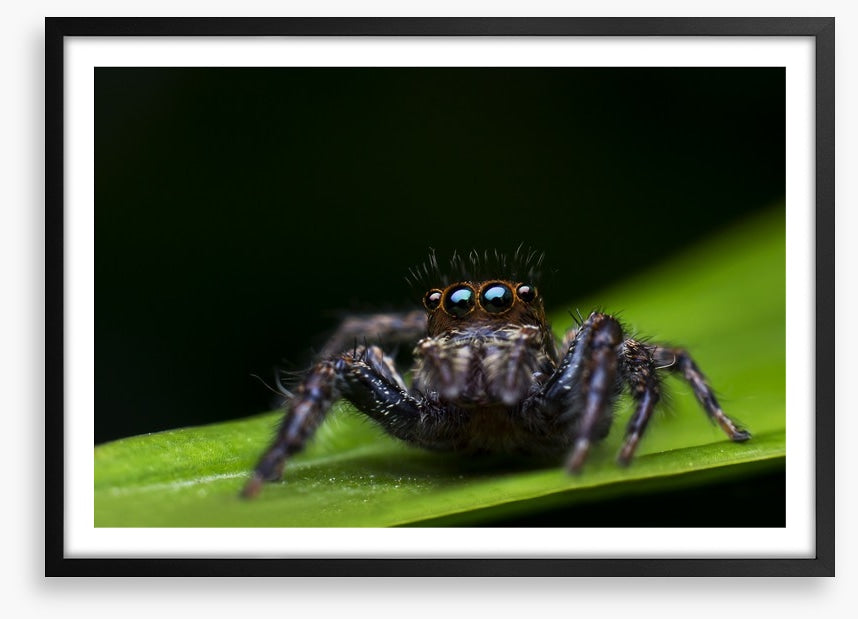 Insects