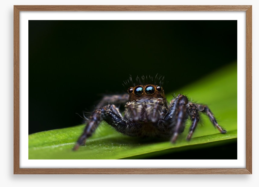 Insects