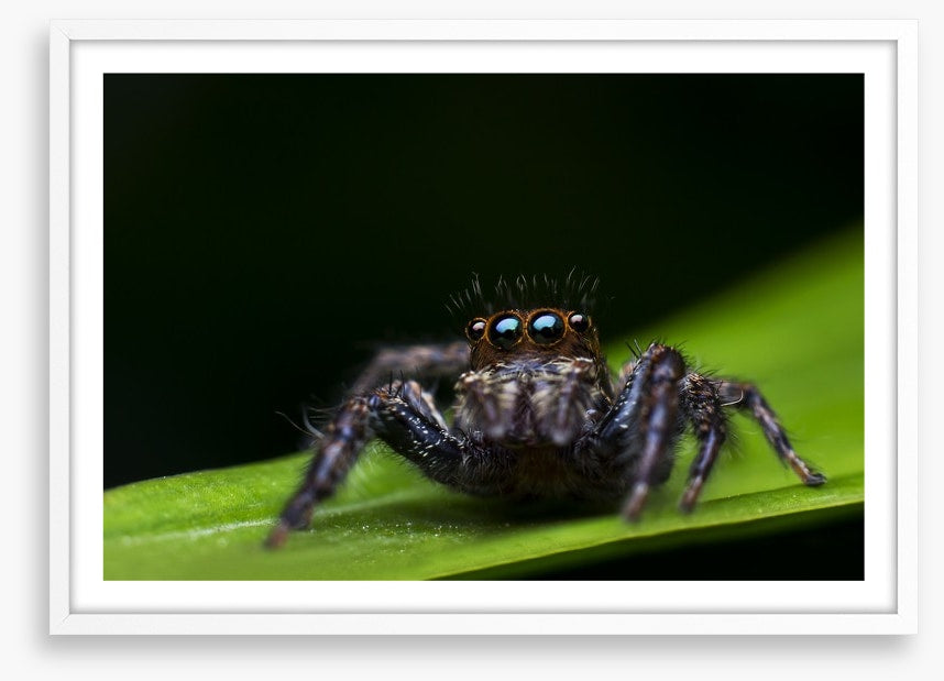 Insects