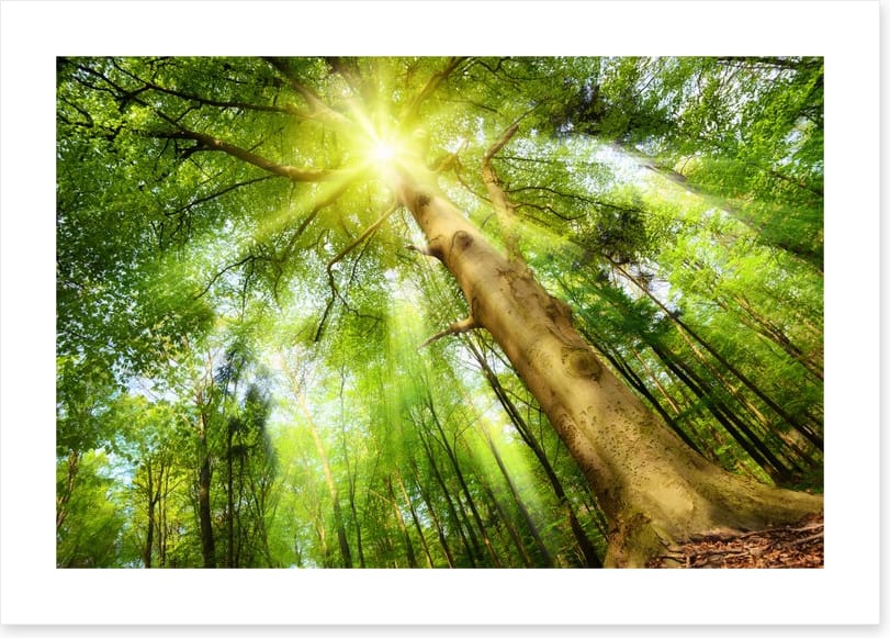 Beech for the sky