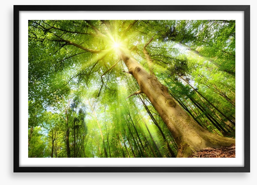Beech for the sky