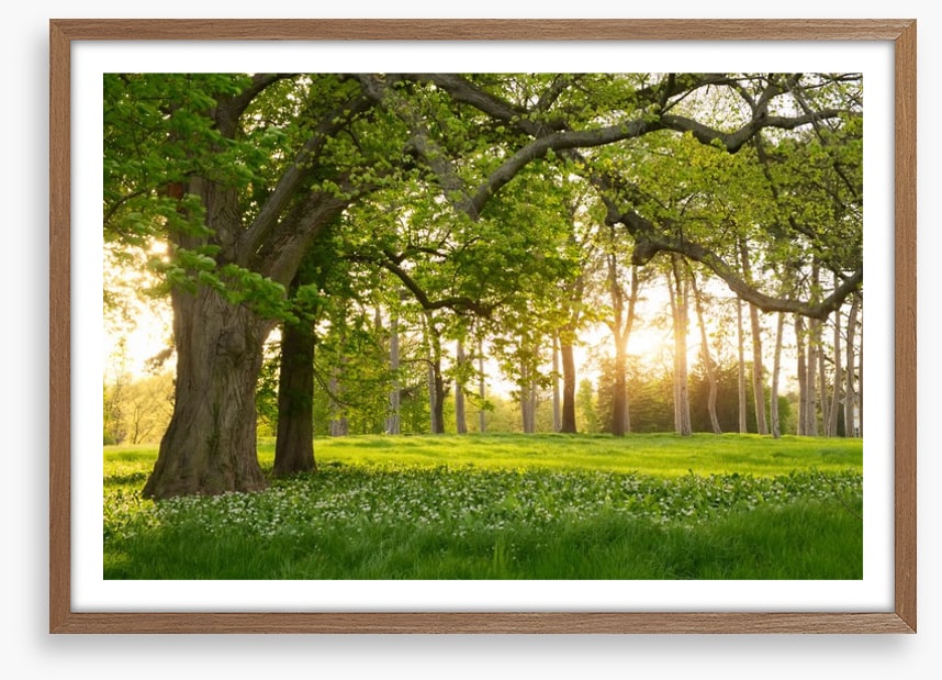 Old oak sunlight