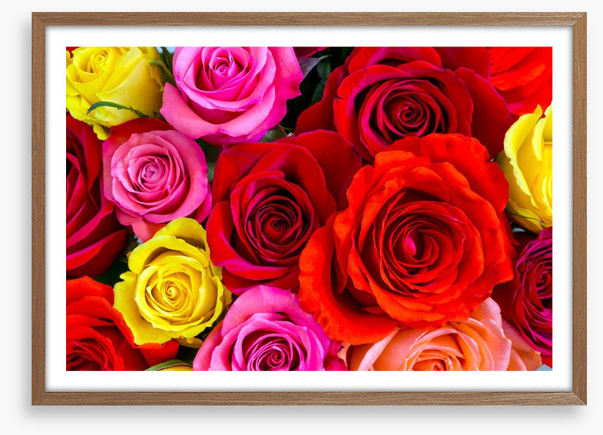 Beautiful bright roses
