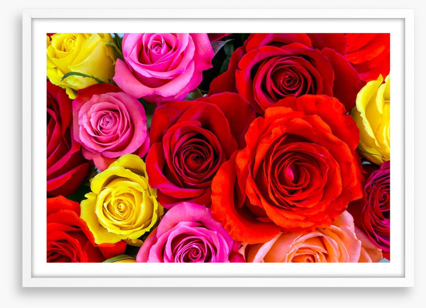 Beautiful bright roses