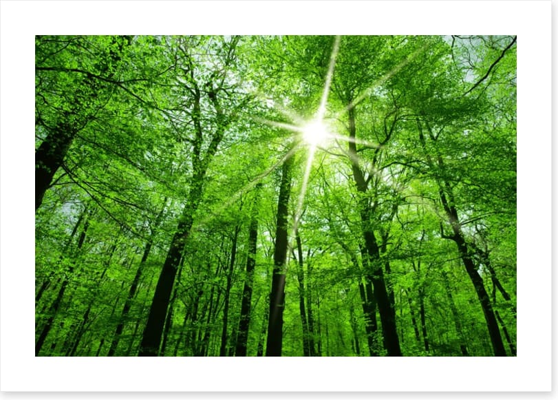 Spring forest sunburst