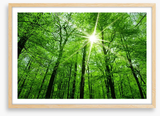 Spring forest sunburst