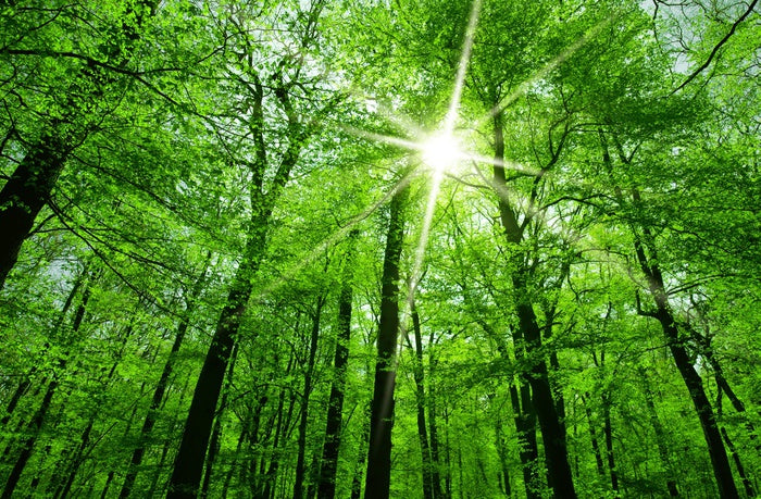 Spring forest sunburst