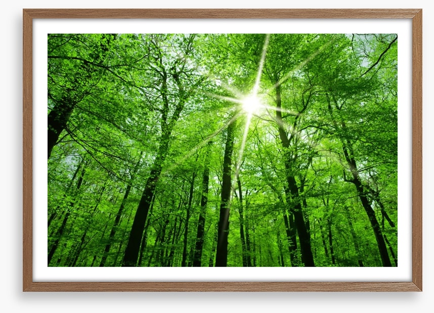 Spring forest sunburst