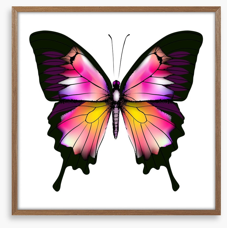 Butterflies