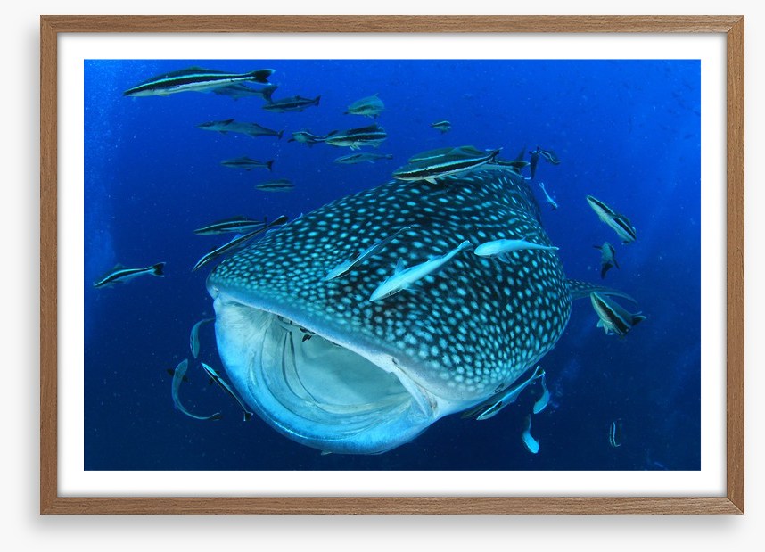Whale of a shark
