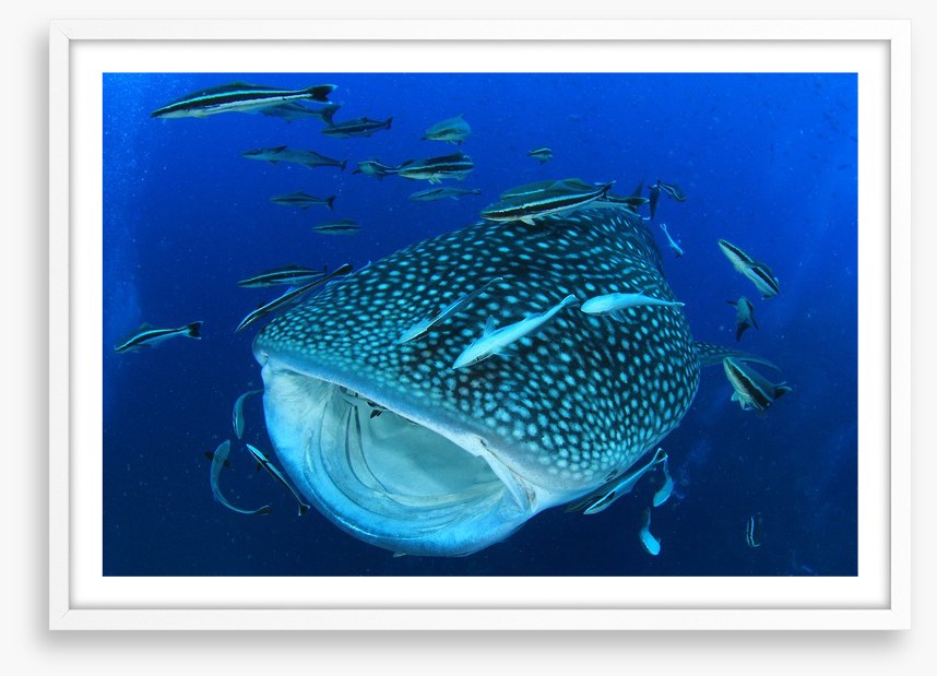 Whale of a shark