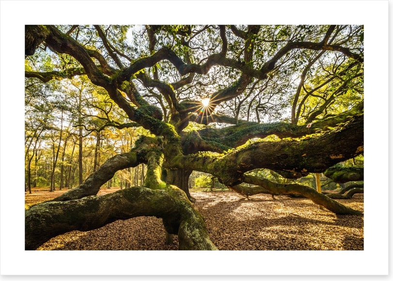 Trees