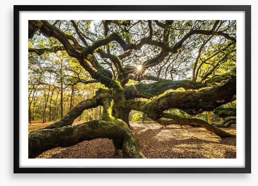 Trees