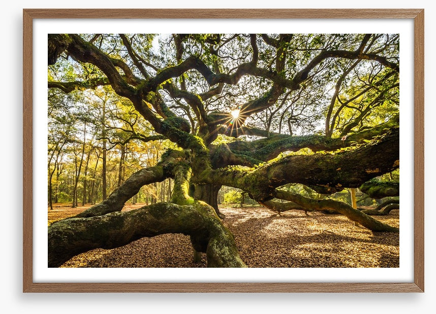 Trees