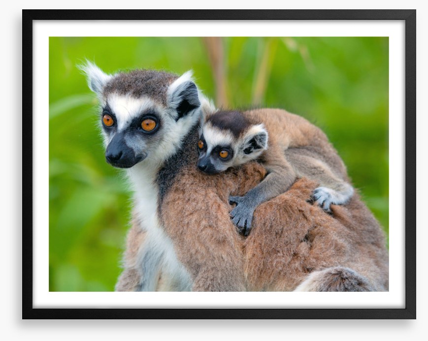 Mammals