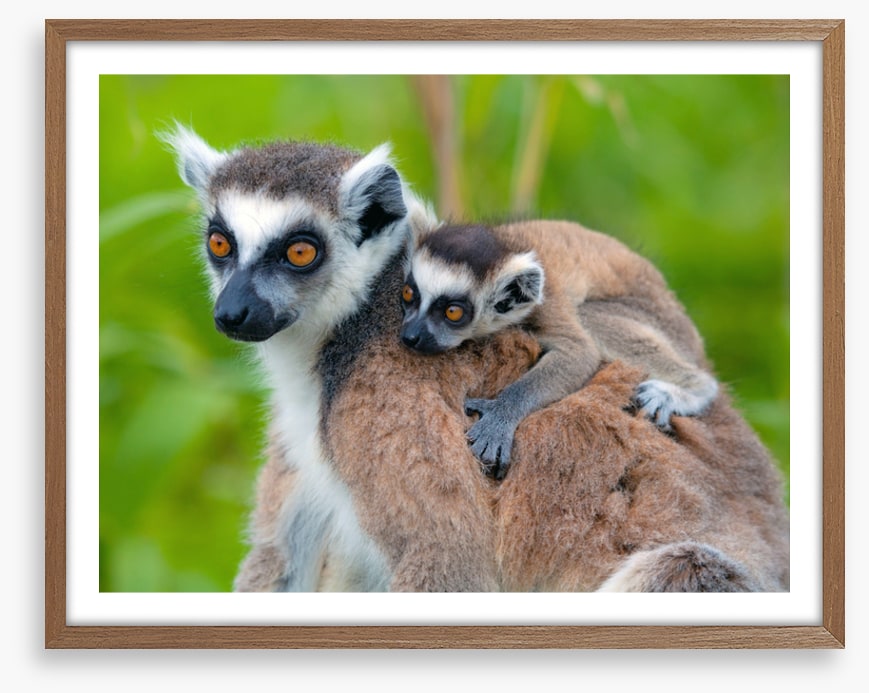 Mammals