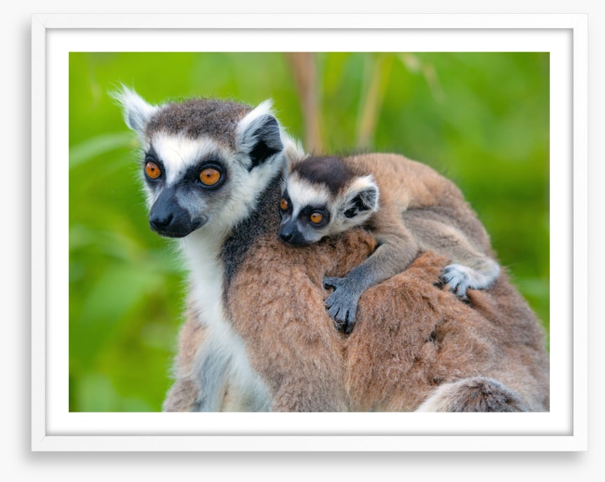 Mammals