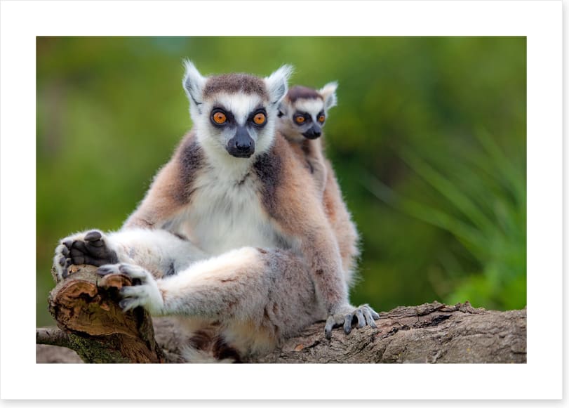 Mammals