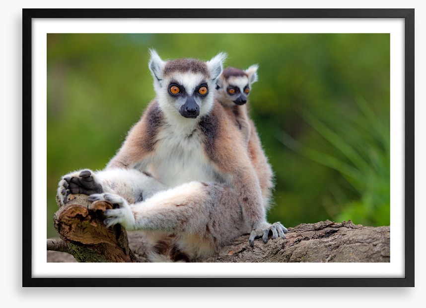 Mammals