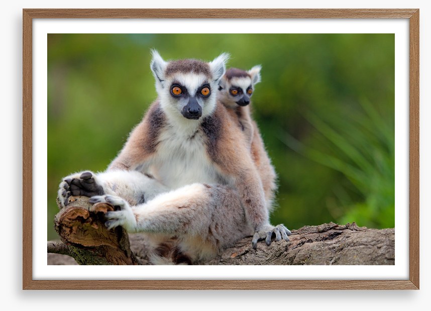 Mammals
