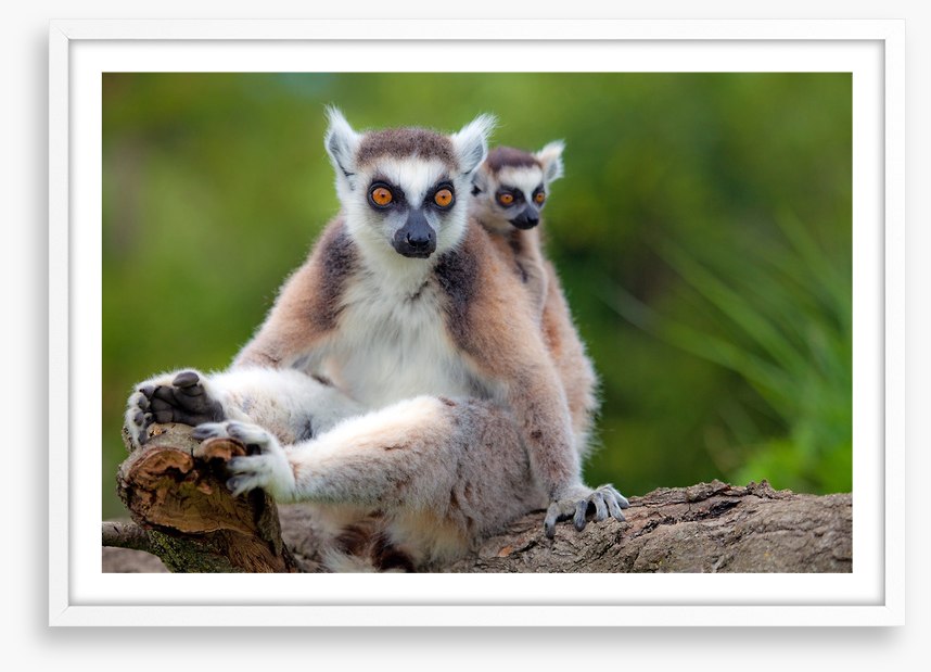 Mammals